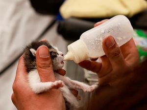 Potret Relawan Beri Susu Bayi Kucing Korban Gempa