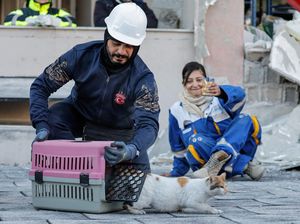 Hewan-hewan Korban Gempa Turki Ikut Dirawat Relawan