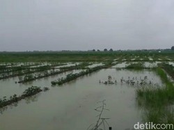 Puluhan Hektare Lahan Cabai di Brebes Terendam Banjir