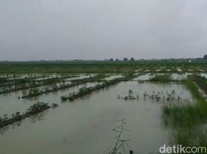 Puluhan Hektare Lahan Cabai di Brebes Terendam Banjir Puluhan Hektare Lahan Cabai di Brebes Terendam Banjir