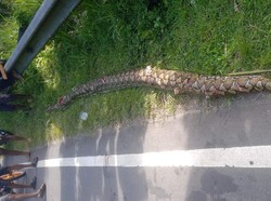 Ular Piton 5 Meter Muncul di Jalan Poros Majene, Mati Ditebas Warga