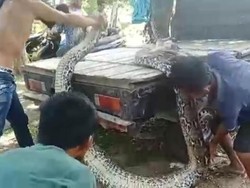 Detik-detik Petani di Muna Habisi Piton 9 Meter Lewat 7 Tebasan Kapak