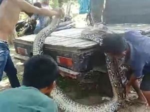 Piton Raksasa 9 Meter dan 8 Meter di Sultra Dijual Warga, Segini Harganya Piton Raksasa 9 Meter dan 8 Meter di Sultra Dijual Warga, Segini Harganya