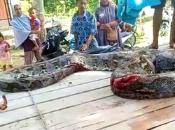 Detik-detik Petani Ketemu Piton 9 Meter yang Nyaris Mangsa Anjingnya