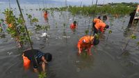 Aksi Basarnas Palu Tanam Mangrove di Pantai Dupa