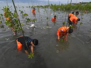 Aksi Basarnas Palu Tanam Mangrove di Pantai Dupa