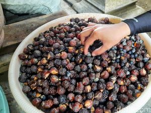 Mengulik Biji Lerak Asal Bondowoso yang Diekspor ke Timur Tengah