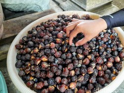 Mengulik Biji Lerak Asal Bondowoso yang Diekspor ke Timur Tengah