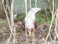 Pengusaha di Situbondo Pemilik Elang Bondol Diperiksa Polisi