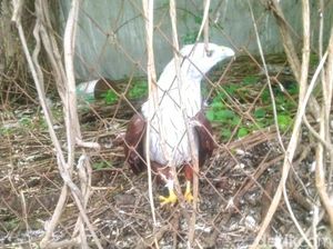 Pengusaha di Situbondo Pemilik Elang Bondol Diperiksa Polisi Pengusaha di Situbondo Pemilik Elang Bondol Diperiksa Polisi
