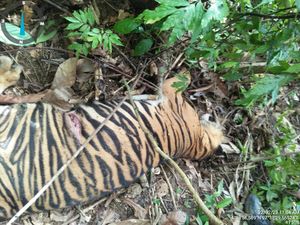 Ada Luka di Tubuh Harimau Mati di Lokasi 3 Kambing Dimangsa Ada Luka di Tubuh Harimau Mati di Lokasi 3 Kambing Dimangsa