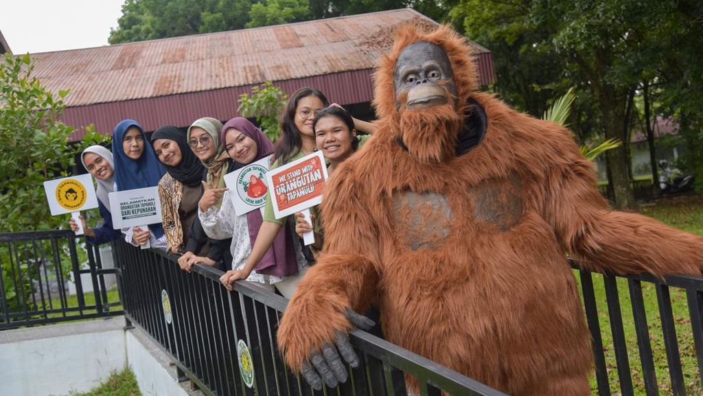 Santuy... Orangutan di Medan Ini Asyik Nongkrong di Kafe Santuy... Orangutan di Medan Ini Asyik Nongkrong di Kafe