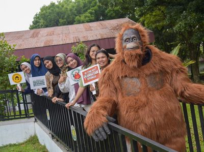 Santuy... Orangutan di Medan Ini Asyik Nongkrong di Kafe