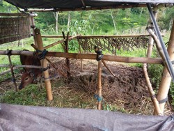 Dua Sapi Milik Warga Karangasem Hilang Digondol Maling