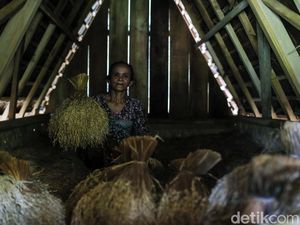 Saat Hidup Timbun Padi, Lumbung Dibongkar Jika Mati