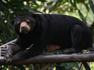 Intip Aktivitas Beruang Madu di Konservasi Wisata Balikpapan