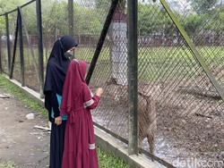 Wisata Gratis di Taman Kampus USU, Bisa Kasih Makan Rusa