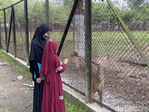 Wisata Gratis di Taman Kampus USU, Bisa Kasih Makan Rusa Wisata Gratis di Taman Kampus USU, Bisa Kasih Makan Rusa
