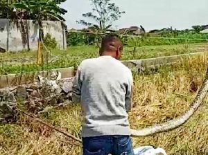 Tratap! Petani di Delanggu Klaten Nemu Ular Piton saat Panen Padi