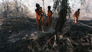 Potret Lahan Gambut yang Terbakar Usai Disegel Pemkot Pontianak