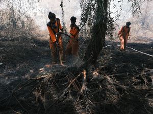 Potret Lahan Gambut yang Terbakar Usai Disegel Pemkot Pontianak