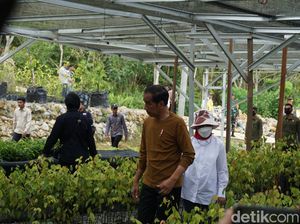 Jokowi Tinjau Persemaian Mentawir IKN, Bisa Panen 20 Juta Bibit Per Tahun