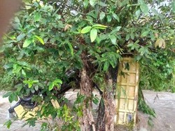 Truk Terseret Banjir Kali Werang NTT hingga Nyangkut di Pohon