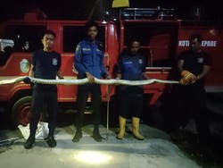 Ular Piton 3 Meter di Parepare Mangsa 2 Ekor Ayam Dievakuasi Damkar