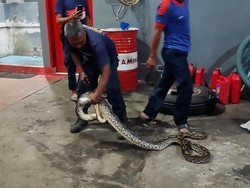 Petugas Damkar Evakuasi Ular Sanca Kembang 3 Meter di Parepare