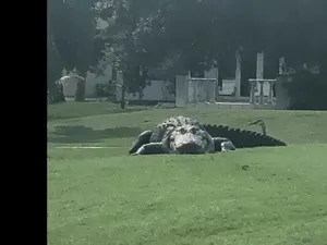 Viral Aligator Raksasa Santai di Padang Golf