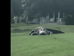 Viral Aligator Raksasa Santai di Padang Golf