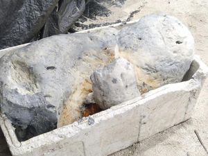 Penampakan Benda Mirip Muntahan Ikan Paus yang Ditemukan Nelayan Barru Penampakan Benda Mirip Muntahan Ikan Paus yang Ditemukan Nelayan Barru