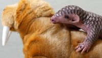 Gemas! Bayi Trenggiling Pertama Eropa Lahir di Kebun Binatang Praha