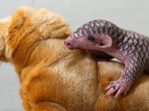 Gemas! Bayi Trenggiling Pertama Eropa Lahir di Kebun Binatang Praha