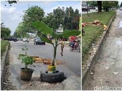 Jalan Berlubang yang Ditanami Pohon Pisang di Pekanbaru Diperbaiki