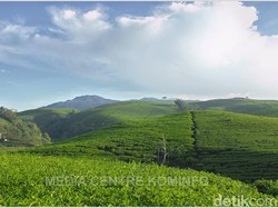 Menikmati Sejuknya Kebun Teh Kabawetan di Bengkulu