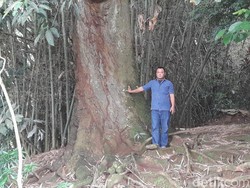 Asal-usul Pohon Mangga Raksasa di Desa Cipasang Sumedang
