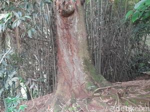 Cerita di Balik Pohon Mangga Raksasa Desa Cipasang Sumedang