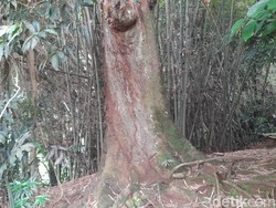 Cerita di Balik Pohon Mangga Raksasa Desa Cipasang Sumedang