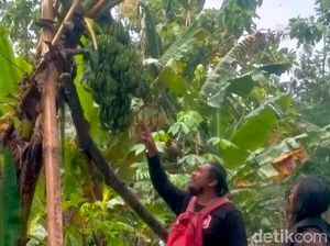 Unik! Pohon Pisang Cavendis di Klaten Ini Punya 5 Tandan