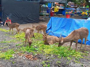 Viral Rusa Taman Sriwedari Solo Kurus dan Kotor, Begini Faktanya