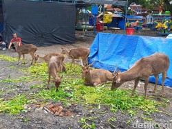 Rusa-rusa di Taman Sriwedari Solo Disebut Kotor-Kurus, Begini Kondisinya