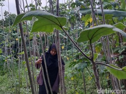 Asa Tanjung Melestarikan Kertas Tradisional Daluang