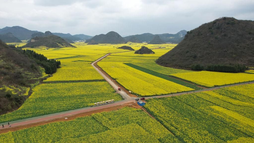 Menikmati Indahnya Hamparan Bunga Rapa di China