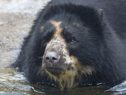 Beruang Besar Terobos Kandang 2 Kali, Bobin Status Tanggap Darurat