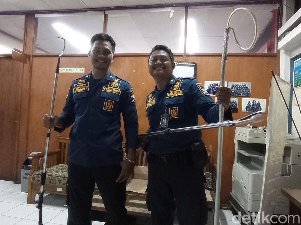 Cerita Petugas Evakuasi Belasan Anak Kobra Selama 8 Jam di Bandung