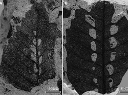 Apakah Tumbuhan Tidur? Begini Buktinya dari 250 Juta Tahun Lalu