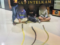 Berulah Lagi, 3 Gangster Warjok dan Allstar Diciduk Polisi di Surabaya