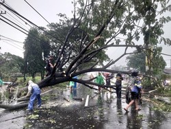 Hujan Disertai Angin Landa Boyolali, Sejumlah Pohon-Kandang Ayam Roboh