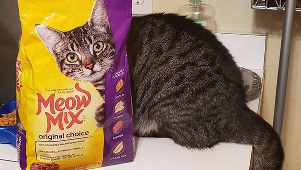 Kumpulan Foto Kebetulan Sempurna, Kok Bisa Pas Banget Gitu Ya